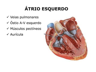  Veias pulmonares
 Óstio A-V esquerdo
 Músculos pectíneos
 Aurícula
ÁTRIO ESQUERDO
 