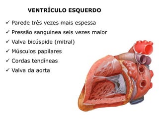  Parede três vezes mais espessa
 Pressão sanguínea seis vezes maior
 Valva bicúspide (mitral)
 Músculos papilares
 Cordas tendíneas
 Valva da aorta
VENTRÍCULO ESQUERDO
 