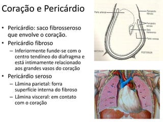 Coração e Pericárdio
• Pericárdio: saco fibrosseroso
que envolve o coração.
• Pericárdio fibroso
– Inferiormente funde-se com o
centro tendíneo do diafragma e
está intimamente relacionado
aos grandes vasos do coração
• Pericárdio seroso
– Lâmina parietal: forra
superfície interna do fibroso
– Lâmina visceral: em contato
com o coração
 