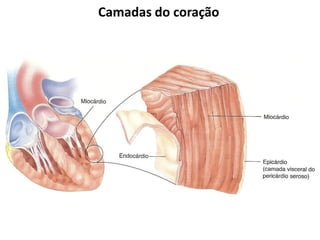 Camadas do coração
 