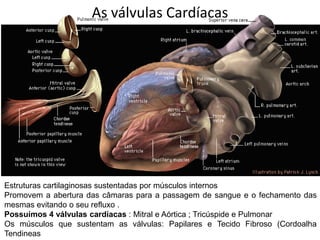 As válvulas Cardíacas
Estruturas cartilaginosas sustentadas por músculos internos
Promovem a abertura das câmaras para a passagem de sangue e o fechamento das
mesmas evitando o seu refluxo .
Possuímos 4 válvulas cardíacas : Mitral e Aórtica ; Tricúspide e Pulmonar
Os músculos que sustentam as válvulas: Papilares e Tecido Fibroso (Cordoalha
Tendineas
 