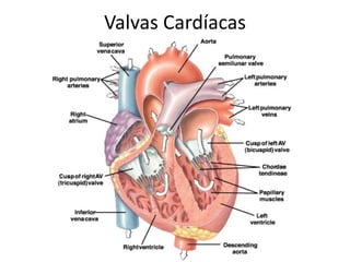 Valvas Cardíacas
 