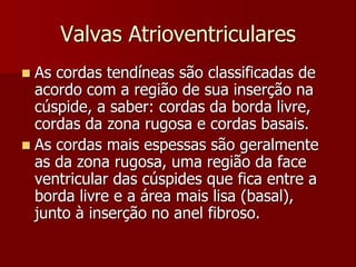 Valvas Atrioventriculares
 As cordas tendíneas são classificadas de
acordo com a região de sua inserção na
cúspide, a saber: cordas da borda livre,
cordas da zona rugosa e cordas basais.
 As cordas mais espessas são geralmente
as da zona rugosa, uma região da face
ventricular das cúspides que fica entre a
borda livre e a área mais lisa (basal),
junto à inserção no anel fibroso.
 