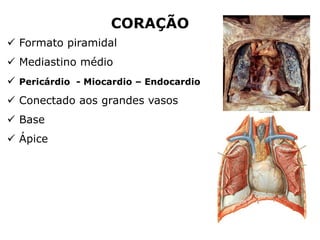  Formato piramidal
 Mediastino médio
 Pericárdio - Miocardio – Endocardio
 Conectado aos grandes vasos
 Base
 Ápice
CORAÇÃO
 