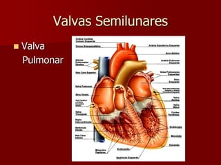 Valvas Semilunares
 Valva
Pulmonar
 