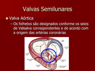 Valvas Semilunares
 Valva Aórtica
– Os folhetos são designados conforme os seios
de Valsalva correspondentes e de acordo com
a origem das artérias coronárias
 