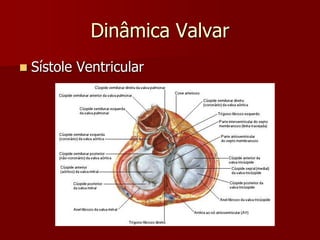 Dinâmica Valvar
 Sístole Ventricular
 