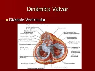 Dinâmica Valvar
 Diástole Ventricular
 