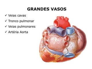  Veias cavas
 Tronco pulmonar
 Veias pulmonares
 Artéria Aorta
GRANDES VASOS
 