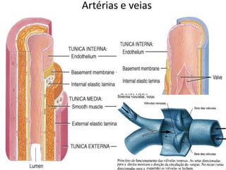 Artérias e veias
 