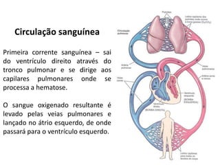 Circulação sanguínea
Primeira corrente sanguínea – sai
do ventrículo direito através do
tronco pulmonar e se dirige aos
capilares pulmonares onde se
processa a hematose.
O sangue oxigenado resultante é
levado pelas veias pulmonares e
lançado no átrio esquerdo, de onde
passará para o ventrículo esquerdo.
 