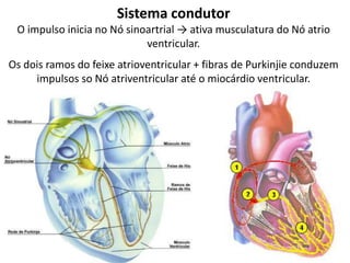 Sistema condutor
O impulso inicia no Nó sinoartrial → ativa musculatura do Nó atrio
ventricular.
Os dois ramos do feixe atrioventricular + fibras de Purkinjie conduzem
impulsos so Nó atriventricular até o miocárdio ventricular.
 