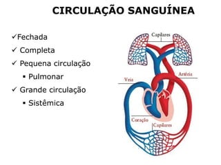 Fechada
 Completa
 Pequena circulação
 Pulmonar
 Grande circulação
 Sistêmica
CIRCULAÇÃO SANGUÍNEA
 