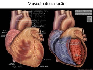 Músculo do coração
 