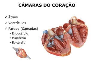  Átrios
 Ventrículos
 Parede (Camadas)
 Endocárdio
 Miocárdio
 Epicárdio
CÂMARAS DO CORAÇÃO
 