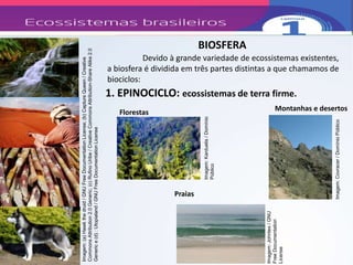 1ª AULA - ECOSSISTEMAS BRASILEIROS.ppt