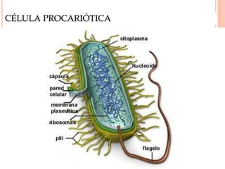 CÉLULA PROCARIÓTICA
 