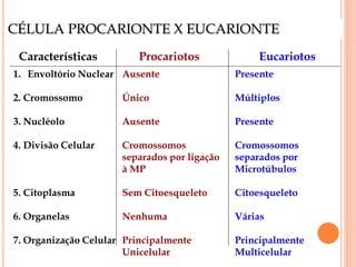 CÉLULA PROCARIONTE X EUCARIONTE
Características Procariotos Eucariotos
1. Envoltório Nuclear
2. Cromossomo
3. Nucléolo
4. Divisão Celular
5. Citoplasma
6. Organelas
7. Organização Celular
Ausente
Único
Ausente
Cromossomos
separados por ligação
à MP
Sem Citoesqueleto
Nenhuma
Principalmente
Unicelular
Presente
Múltiplos
Presente
Cromossomos
separados por
Microtúbulos
Citoesqueleto
Várias
Principalmente
Multicelular
 