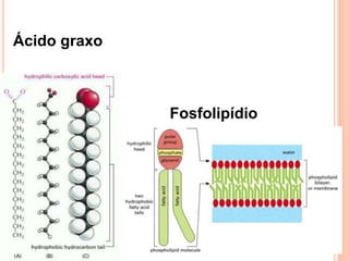Ácido graxo
Fosfolipídio
 