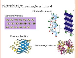 PROTEÍNAS/Organização estrutural
Estrutura Primária
Estrutura Secundária
Estrutura Terciária
Estrutura Quaternária
 