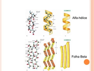 Alfa-hélice
Folha Beta
 
