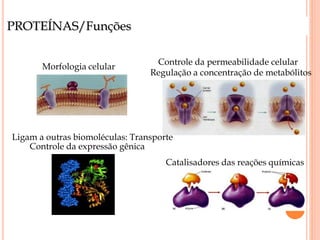 PROTEÍNAS/Funções
Morfologia celular
Catalisadores das reações químicas
Controle da permeabilidade celular
Regulação a concentração de metabólitos
Ligam a outras biomoléculas: Transporte
Controle da expressão gênica
 