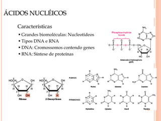 ÁCIDOS NUCLÉICOS
Características
 Grandes biomoléculas: Nucleotídeos
 Tipos DNA e RNA
 DNA: Cromossomos contendo genes
 RNA: Síntese de proteínas
 