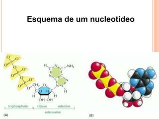 Esquema de um nucleotídeo
 