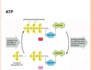 ATP
 