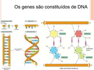 Os genes são constituídos de DNA
 