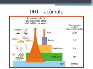 DDT - acúmulo
 