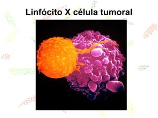 Linfócito X célula tumoral
 