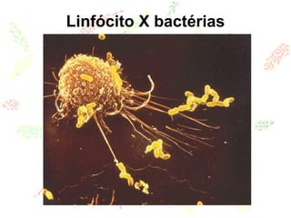 Linfócito X bactérias
 