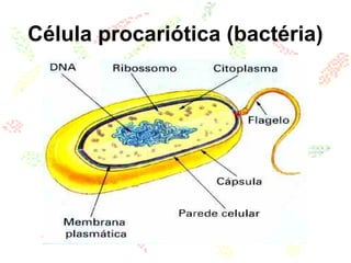 Célula procariótica (bactéria)
 