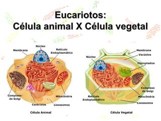 Eucariotos:Eucariotos:
Célula animal X Célula vegetalCélula animal X Célula vegetal
 