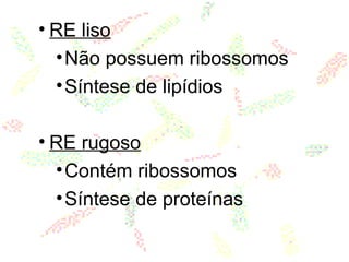 • RE liso
•Não possuem ribossomos
•Síntese de lipídios
• RE rugoso
•Contém ribossomos
•Síntese de proteínas
 