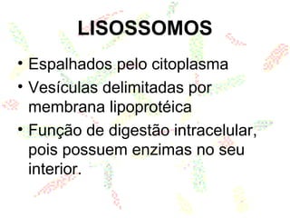LISOSSOMOS
• Espalhados pelo citoplasma
• Vesículas delimitadas por
membrana lipoprotéica
• Função de digestão intracelular,
pois possuem enzimas no seu
interior.
 