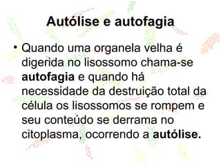 Autólise e autofagia
• Quando uma organela velha é
digerida no lisossomo chama-se
autofagia e quando há
necessidade da destruição total da
célula os lisossomos se rompem e
seu conteúdo se derrama no
citoplasma, ocorrendo a autólise.
 