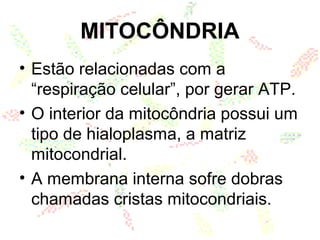 MITOCÔNDRIA
• Estão relacionadas com a
“respiração celular”, por gerar ATP.
• O interior da mitocôndria possui um
tipo de hialoplasma, a matriz
mitocondrial.
• A membrana interna sofre dobras
chamadas cristas mitocondriais.
 