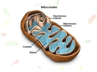 biologia   farmácia 