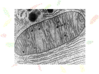 biologia   farmácia 