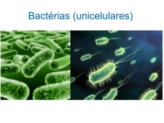 Bactérias (unicelulares)
 