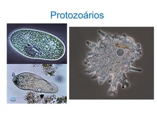 Protozoários
 