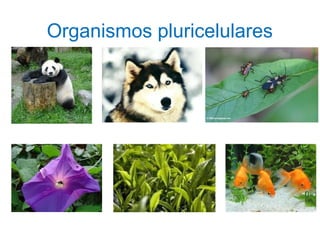 Organismos pluricelulares
 