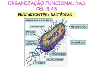 ORGANIZAÇÃO FUNCIONAL DAS
CÉLULAS
MEMBRANA PLASMÁTICA
CITOPLASMA
PAREDE
CELULAR
DNA OU
NUCLEÓIDE
FLAGELO
PILI OU FÍMBRIA
RIBOSSOMOS
PROCARIONTES: BACTÉRIAS
MESOSSOMO
PLASMÍDEO
 