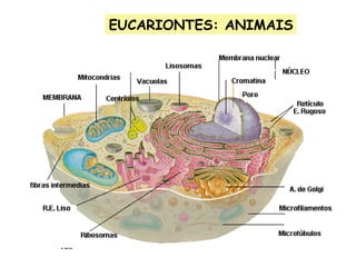 EUCARIONTES: ANIMAIS
 