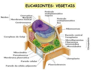 EUCARIONTES: VEGETAIS
 