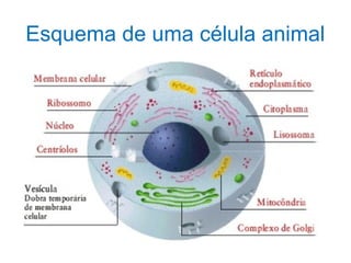 Esquema de uma célula animal
 