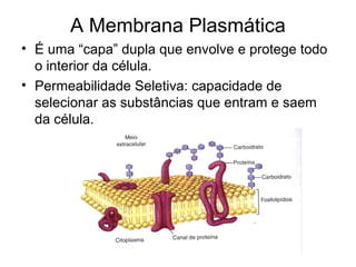 A Membrana Plasmática
• É uma “capa” dupla que envolve e protege todo
o interior da célula.
• Permeabilidade Seletiva: capacidade de
selecionar as substâncias que entram e saem
da célula.
 