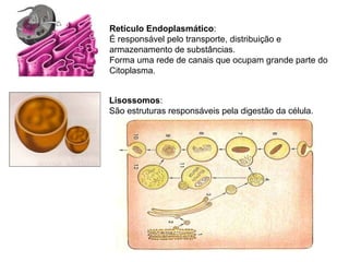 Lisossomos:
São estruturas responsáveis pela digestão da célula.
Retículo Endoplasmático:
É responsável pelo transporte, distribuição e
armazenamento de substâncias.
Forma uma rede de canais que ocupam grande parte do
Citoplasma.
 